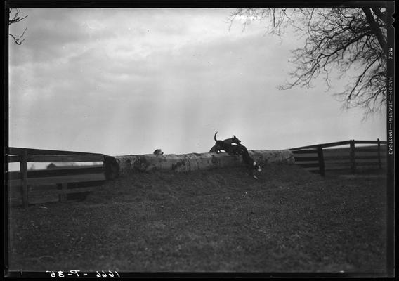 Fox Hunt; Iroquois Hunt Club