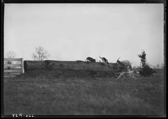 Fox Hunt; Iroquois Hunt Club