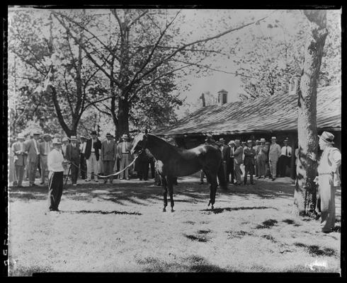 Walnut Hall Hill Farm; horse and crowd