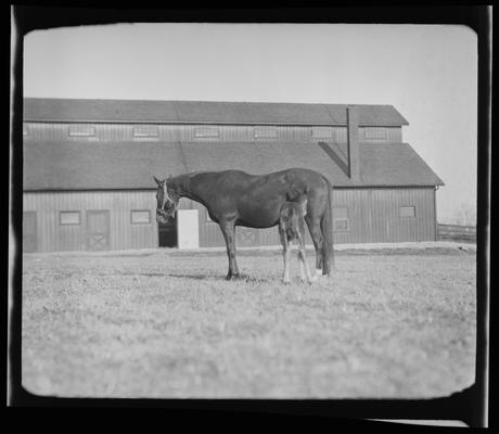 Inness Farm; mare and colt