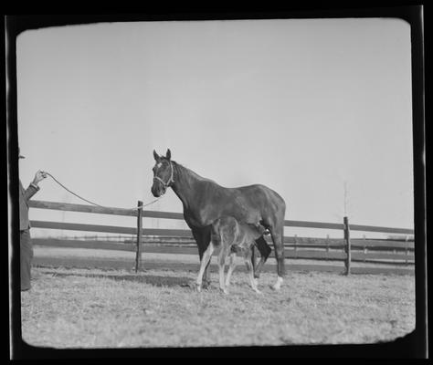 Inness Farm; mare and colt