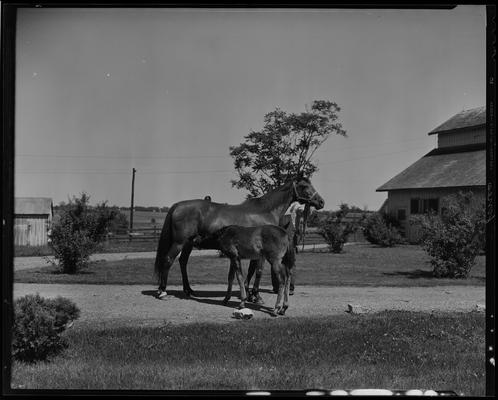 Inness Farm; mare and colt (nursing)