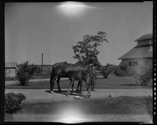 Inness Farm; mare and colt (nursing)