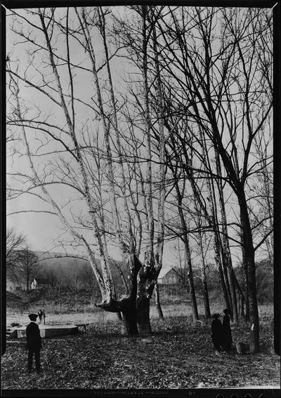 Scenes of Camp Daniel Boone; tree