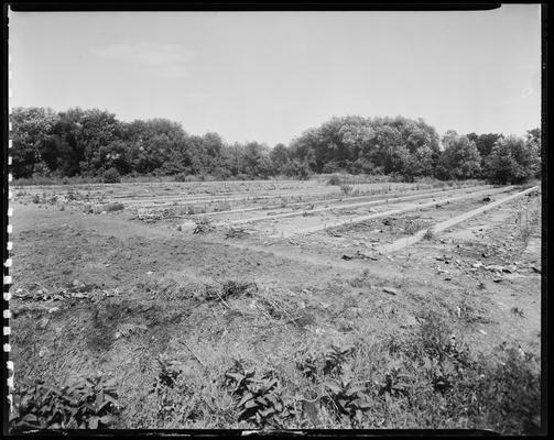 Mr. J. H. Byrd (Distilleries); fields