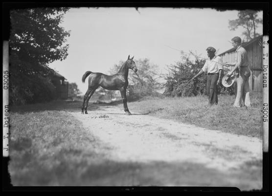 J.T. Denton; horse