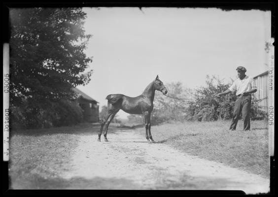 J.T. Denton; horse