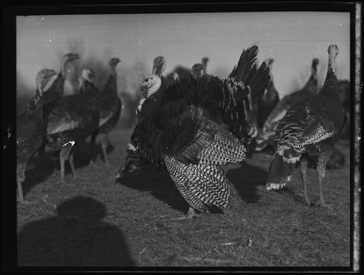 O.C. Rankin; Turkeys