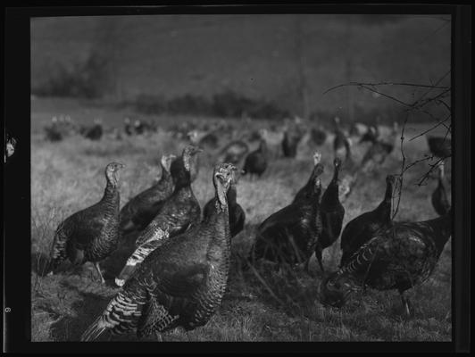 O.C. Rankin; Turkeys