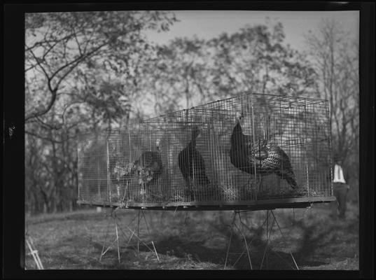 O.C. Rankin; Turkeys