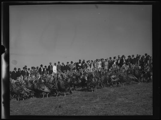 O.C. Rankin; Turkeys