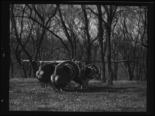 O.C. Rankin; Turkeys