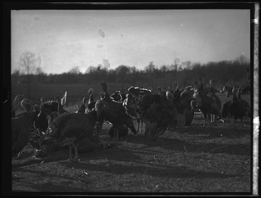 O.C. Rankin; Turkeys