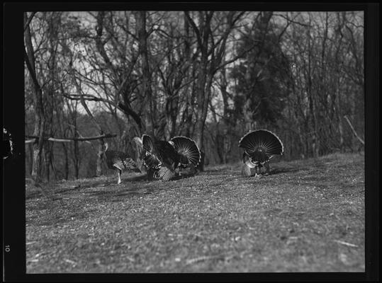 O.C. Rankin; Turkeys