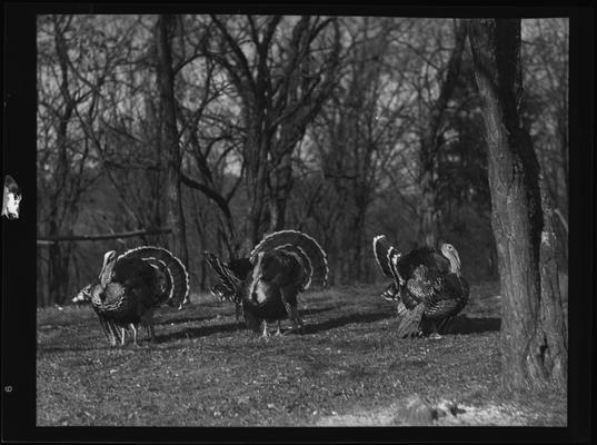 O.C. Rankin; Turkeys