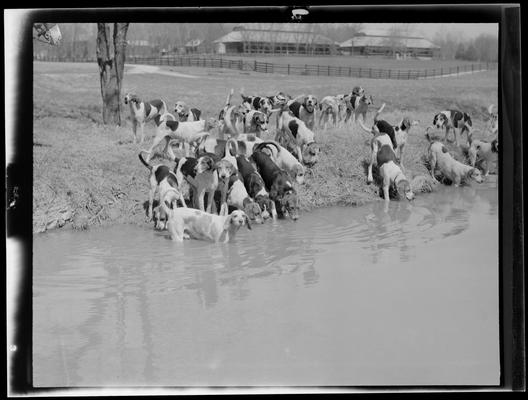 J.E. Madden; hounds (hunting dogs)