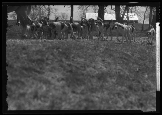 J.E. Madden; hounds (hunting dogs)