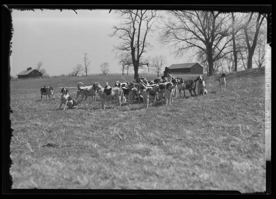 J.E. Madden; hounds (hunting dogs)