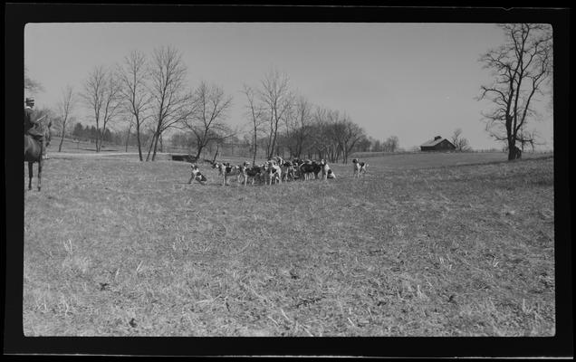 J.E. Madden; hounds (hunting dogs)