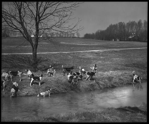 J.E. Madden; hounds (hunting dogs)