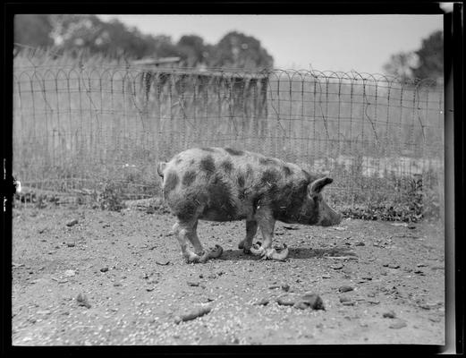 W.S. Ward; pig