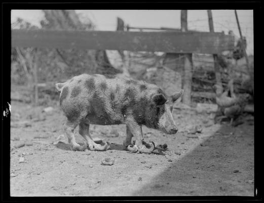 W.S. Ward; pig