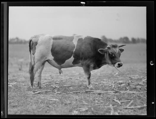 Cattle; Starling Lyons, cow in field