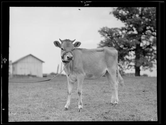 Cattle; Starling Lyons, cow in field