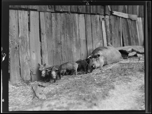 Cattle; Starling Lyons, hogs laying next to fence