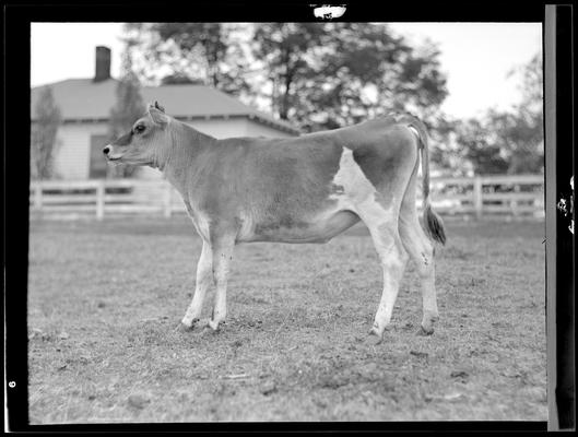 Cattle; Starling Lyons, cattle