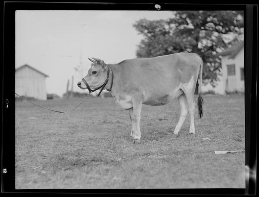 Cattle; Starling Lyons, cattle