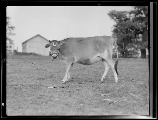 Cattle; Starling Lyons, cattle