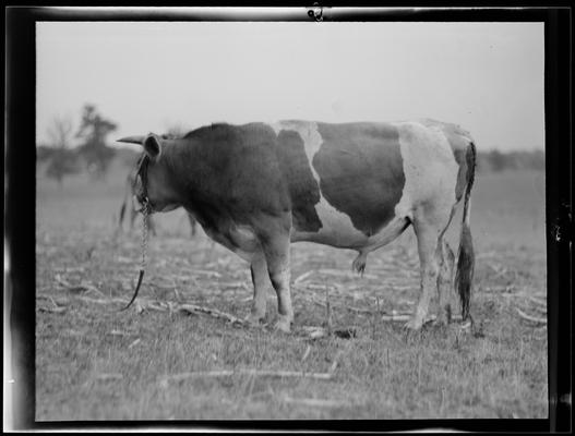 Cattle; Starling Lyons, cattle