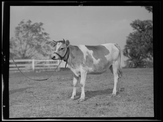 Cattle; Starling Lyons, cattle