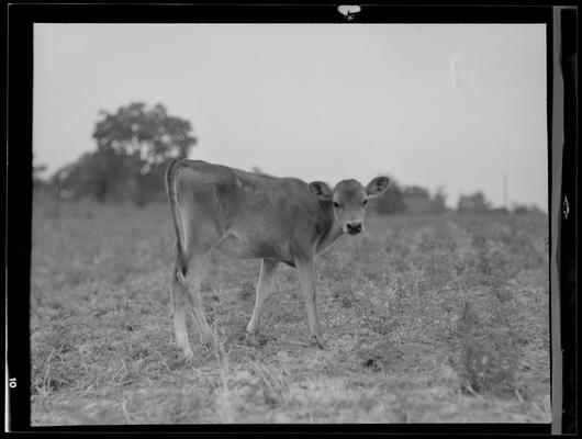 Cattle; Starling Lyons, cattle