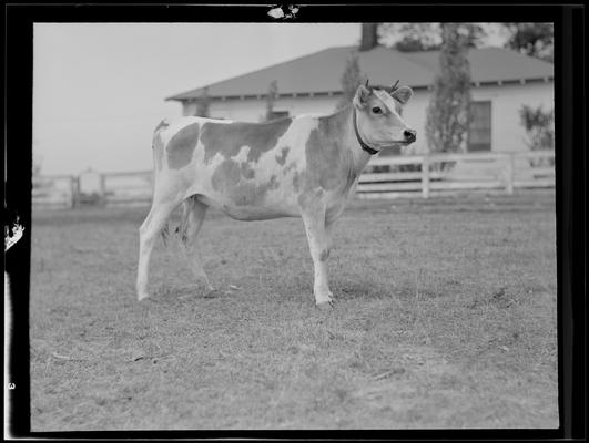 Cattle; Starling Lyons, cattle