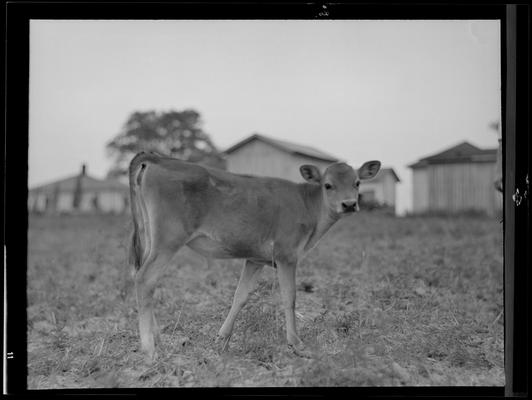 Cattle; Starling Lyons, cattle