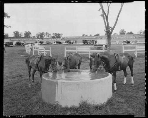 J.E. Madden; polo horses (trough)