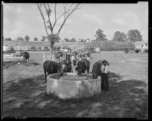J.E. Madden; polo horses (trough)