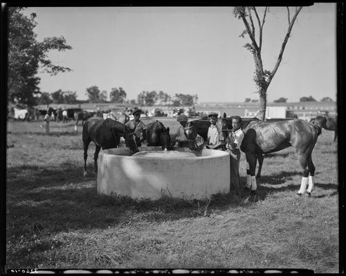 J.E. Madden; polo horses (trough)