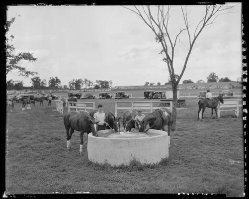 J.E. Madden; polo horses (trough)