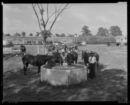 J.E. Madden; polo horses (trough)