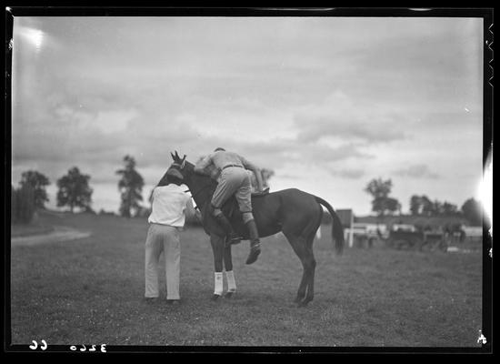 J.E. Madden; polo horses, players