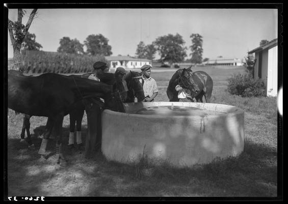 J.E. Madden; polo horses, players (trough)