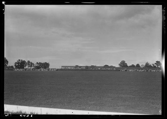 J.E. Madden; polo horses, players