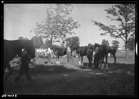 J.E. Madden; polo horses, players