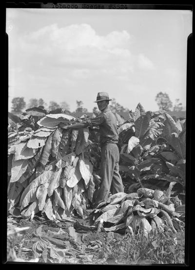 Man working in Tobacco field