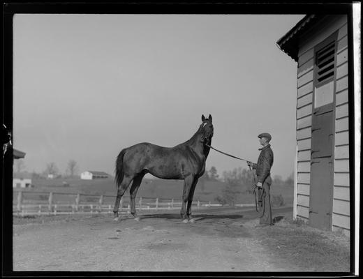 Horse standing outside of barn