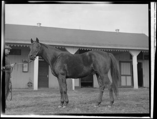 Horse standing outside of barn
