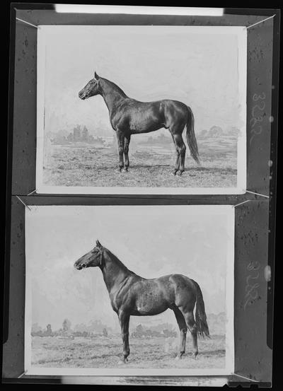 Pilate, Quarterbrass, Zacaweista; Horse standing outside of barn